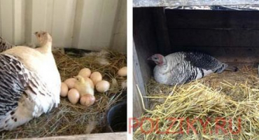 Kolik dní sedí krůty na vejcích a v jakém věku začínají poprvé snášet?